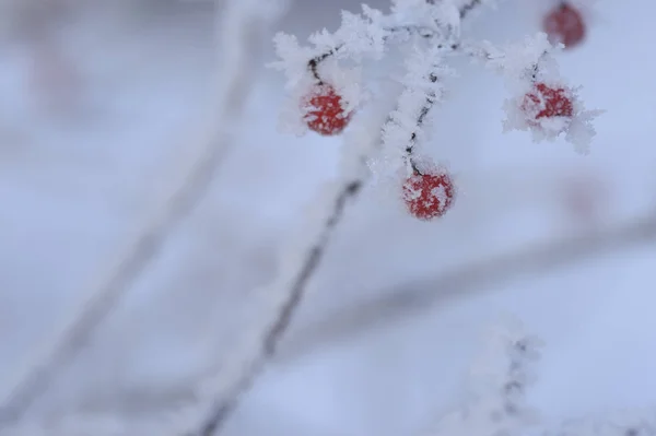 Berry Rowan Kırmızı Siyah Yaprakları Dalları Ağaçlar Kar Altında Aralık — Stok fotoğraf