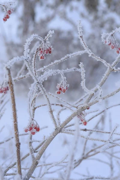 Berry Rowan Rode Zwarte Bladeren Takken Van Bomen Onder Sneeuw — Stockfoto