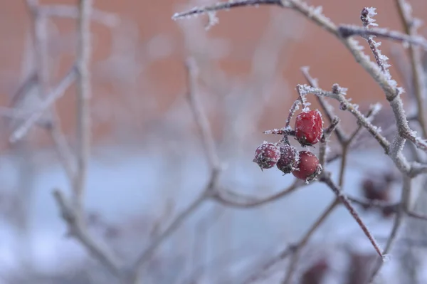 Berry Rowan Rode Zwarte Bladeren Takken Van Bomen Onder Sneeuw — Stockfoto