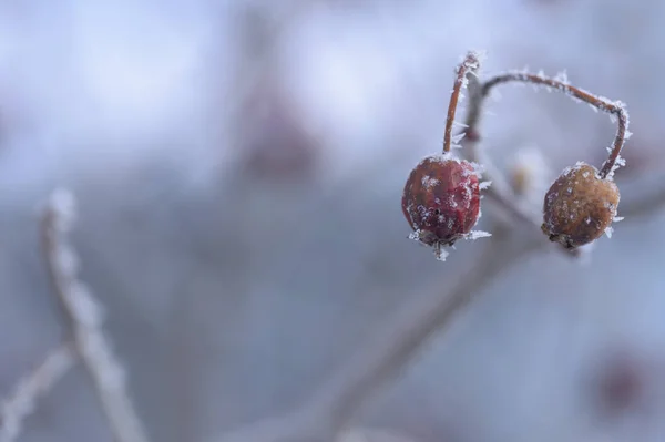 Berry Rowan Rode Zwarte Bladeren Takken Van Bomen Onder Sneeuw — Stockfoto