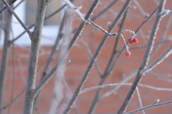 Berry Rowan Rode Zwarte Bladeren Takken Van Bomen Onder Sneeuw — Stockfoto
