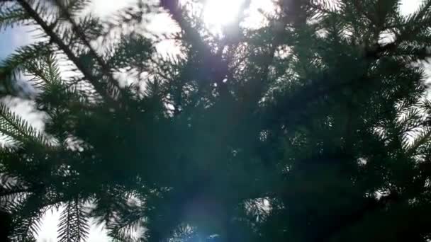 Luce Del Sole Nella Foresta Invernale — Video Stock