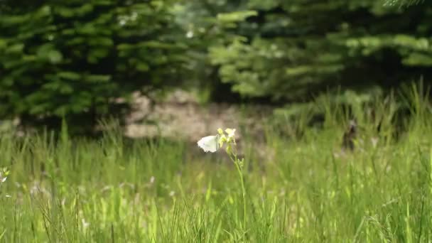 Farfalla Che Vola Fuori Dal Prato — Video Stock