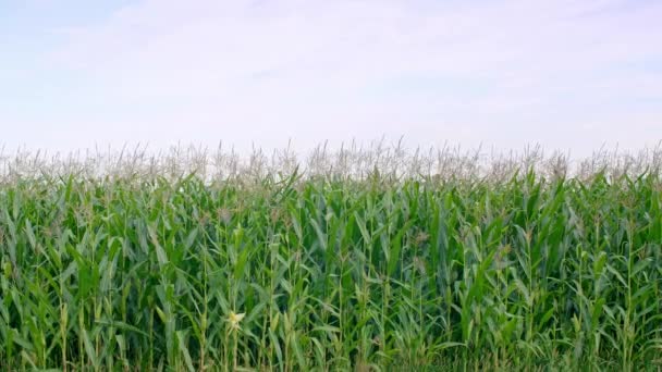 Vista Del Campo Maíz Contra Cielo — Vídeos de Stock