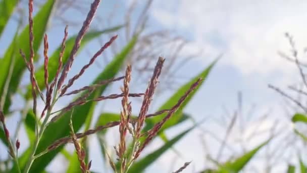 Close Corn Leaves — Stock Video