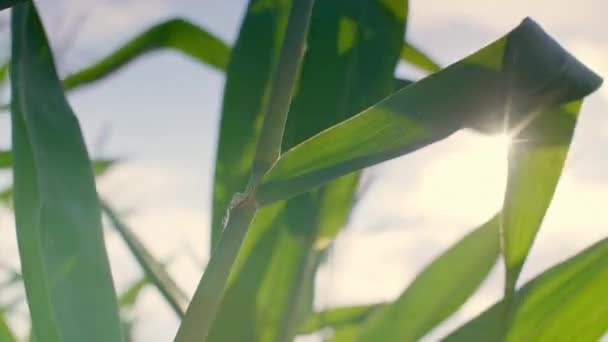 Close Corn Stalk Sun — Stock Video