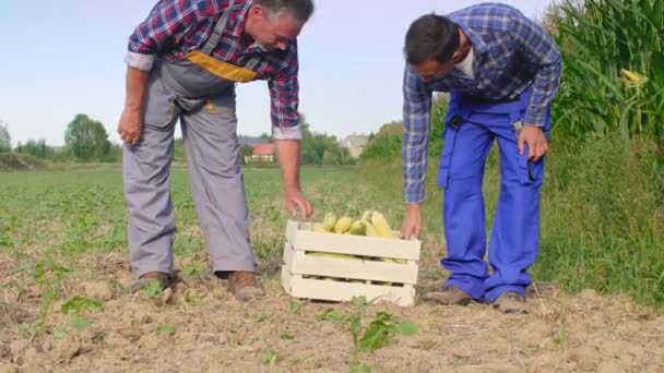 Agricultores Experimentados Caminando Por Campo Maíz — Vídeos de Stock