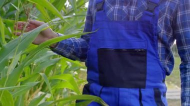 Çiftçi onun Mısır mahsul denetleme