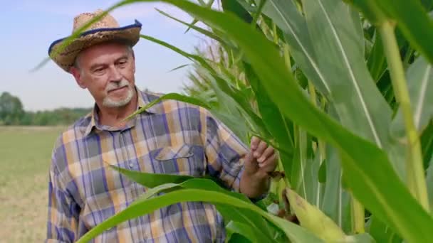 Agricultor Controlando Cultivo Maíz — Vídeo de stock