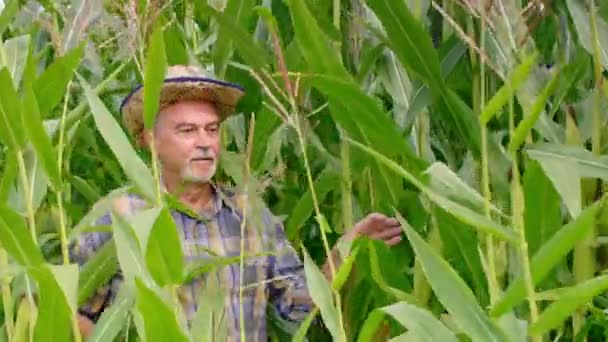 Agricultor caminhando pelo campo de milho e controlando sua cultura de milho — Vídeo de Stock