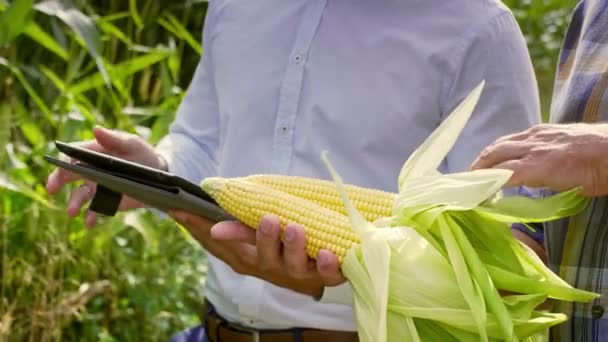 Modern mezőgazdasági termelők, hogy vizsgálja meg a táblaszámítógép termés növény, a mezőn — Stock videók