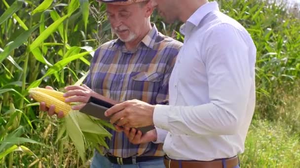 Agricultores experientes examinando plantas vegetais — Vídeo de Stock