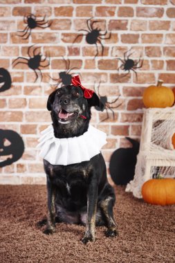Mutlu köpek içinde halloween kılık