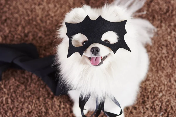 Glücklicher Hund Superheldenkostüm — Stockfoto