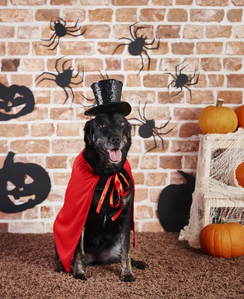 Portrait of dog in halloween costume