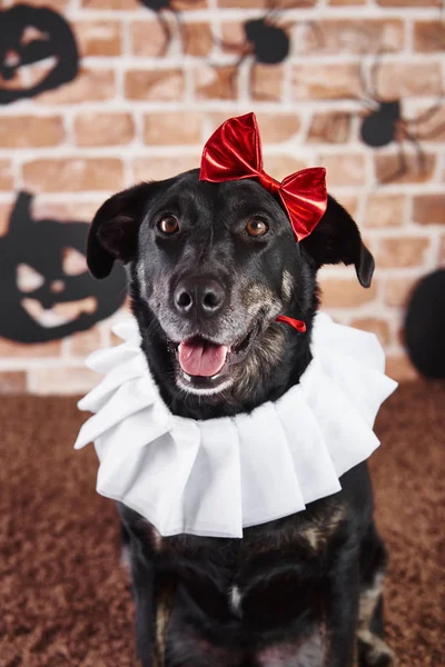 Portret Van Hond Halloween Kostuum — Stockfoto