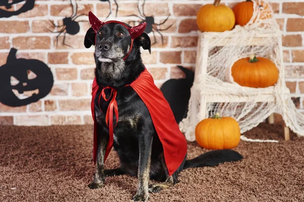 Ernsthafter Hund Teufelskostüm — Stockfoto