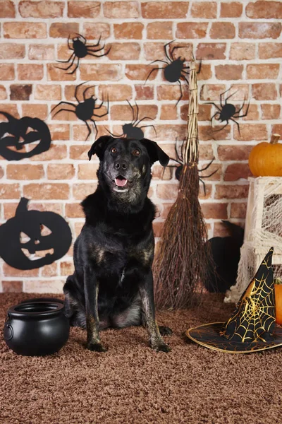 Cão Preto Traje Bruxa — Fotografia de Stock