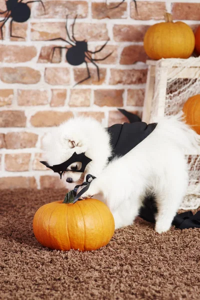 Cão Traje Halloween Divertindo Com Abóbora — Fotografia de Stock