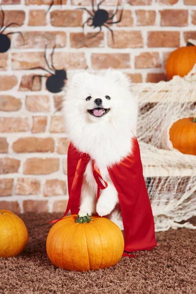 Retrato Perro Con Capa Roja Tiempo Halloween — Foto de Stock