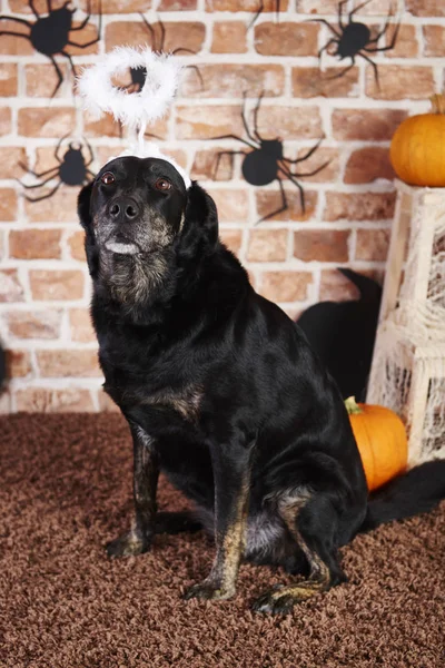 Cadılar Bayramı Halo Ile Siyah Köpek — Stok fotoğraf