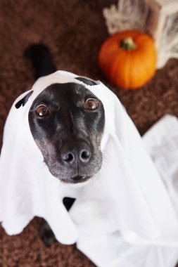 Köpek hayalet kostümü yakın çekim 