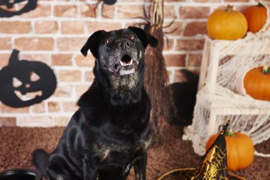 Siyah köpek yukarıya bakıyor ve kabuk 