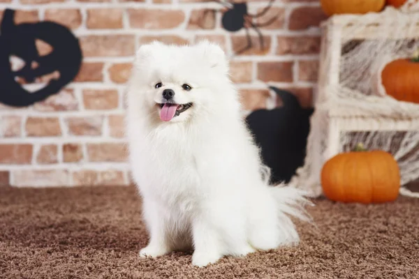 Vista Frontal Feliz Pomeranian Tempo Halloween — Fotografia de Stock