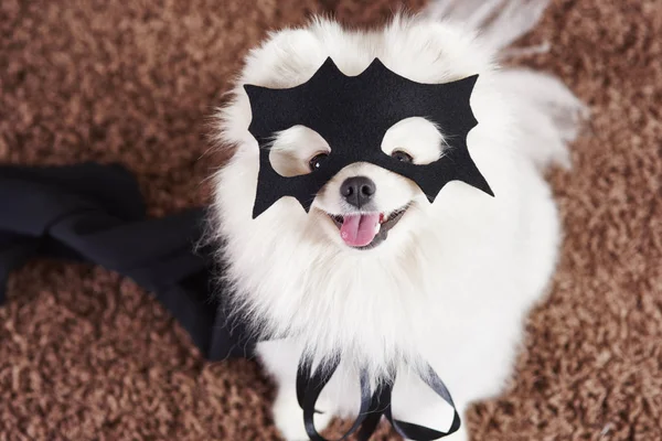 Happy dog in superhero costume