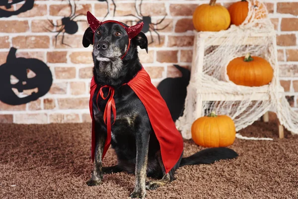 Şeytan Kostümlü Ciddi Köpek — Stok fotoğraf