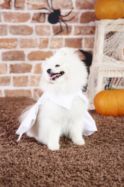 Beyaz bir pelerin giyiyor oynak köpek yavrusu