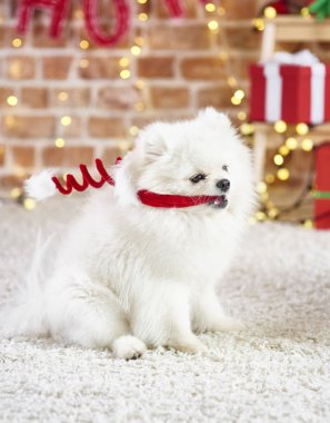 Noel Baba şapkası ile oynak köpek