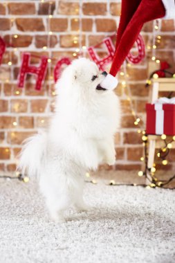 Noel zamanı Noel Baba şapkası ile oynayan köpek