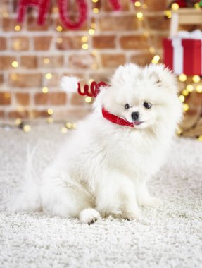 Noel kafa bandı ile üzgün köpek yavrusu 