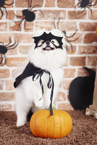 Köpek Içinde Kabak Üzerinde Duran Halloween Kılık — Stok fotoğraf
