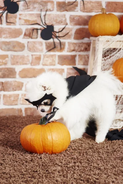 Köpek Içinde Kabak Ile Eğleniyor Halloween Kılık — Stok fotoğraf