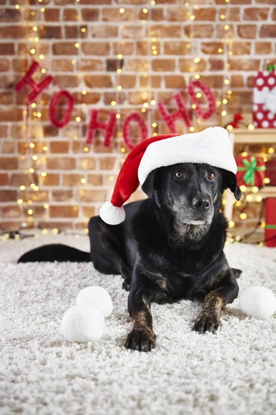 Retrato Perro Con Sombrero Santa — Foto de Stock