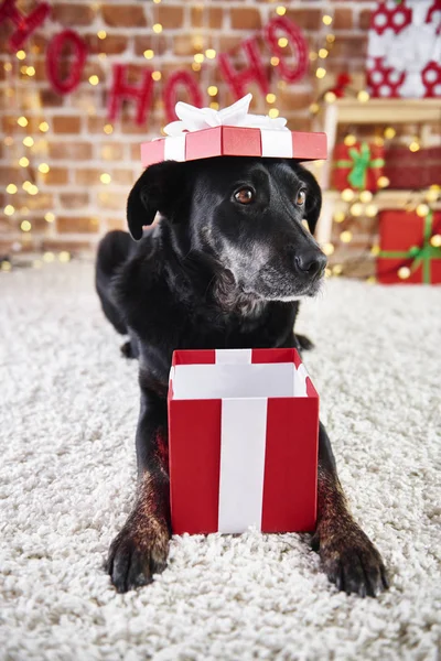 Juguetón Perro Abriendo Regalo Navidad — Foto de Stock