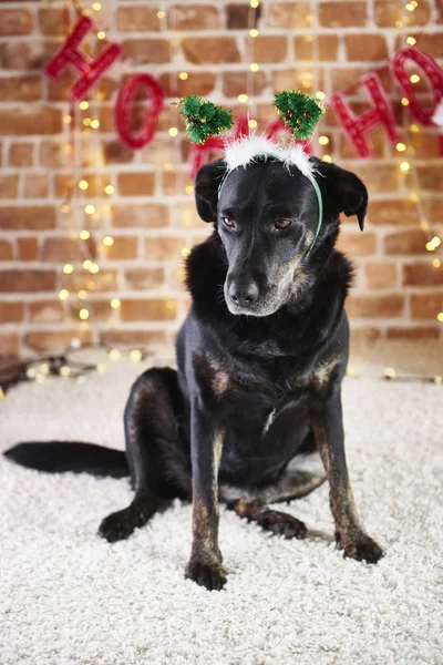 Perro Triste Con Sombrero Santa Mirando Hacia Abajo — Foto de Stock