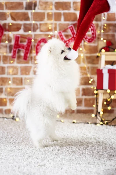 Cucciolo Giocare Con Cappello Babbo Natale — Foto Stock