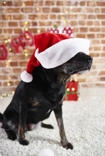 Juguetón Perro Usando Sombrero Santa — Foto de Stock