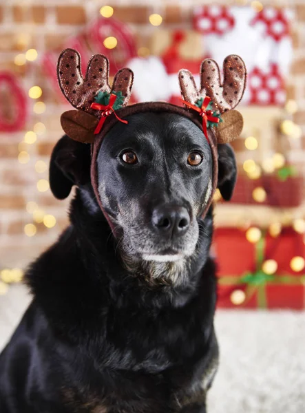 Primer Plano Perro Triste Con Cuernos Reno — Foto de Stock