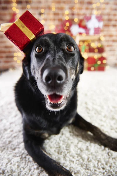 Retrato Perro Feliz Época Navidad — Foto de Stock