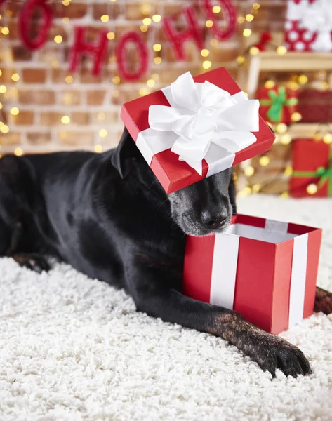 Juguetón Perro Abriendo Regalo Navidad — Foto de Stock