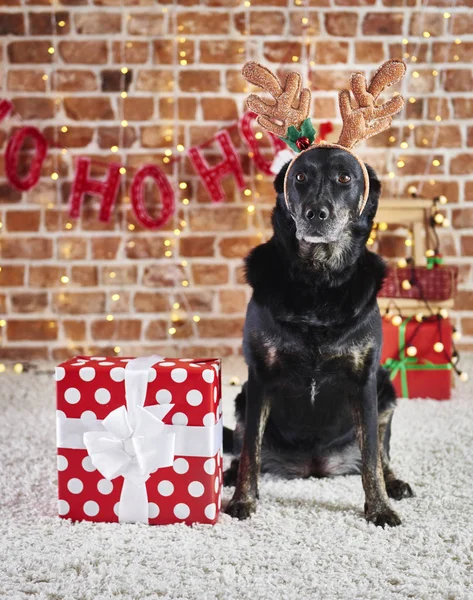 Retrato Perro Triste Con Cuernos Reno Regalo Navidad — Foto de Stock