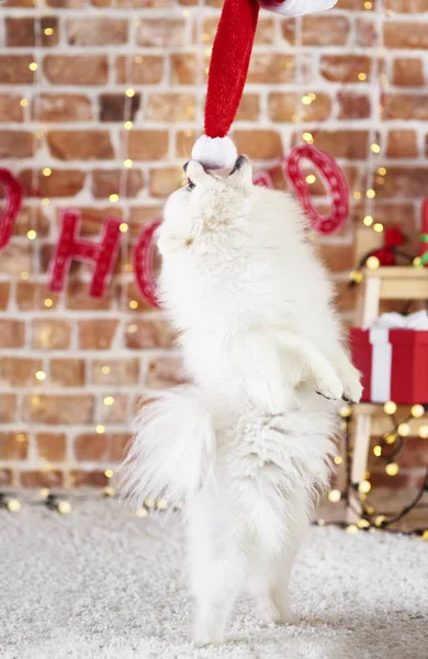 Juguetón Perro Navidad — Foto de Stock