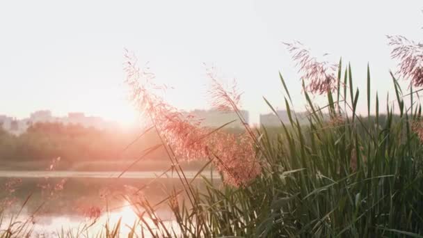 Wonderful View Lake Sun — Stock Video