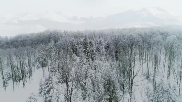 Drone Vista Della Foresta Nel Paesaggio Invernale — Video Stock