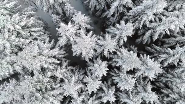 Luchtfoto Van Bos Mooie Winter Landschap — Stockvideo