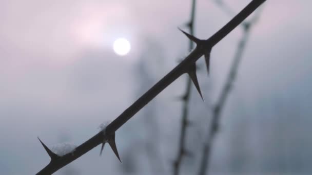 Zbliżenie Cierń Pokrycie Śniegiem — Wideo stockowe